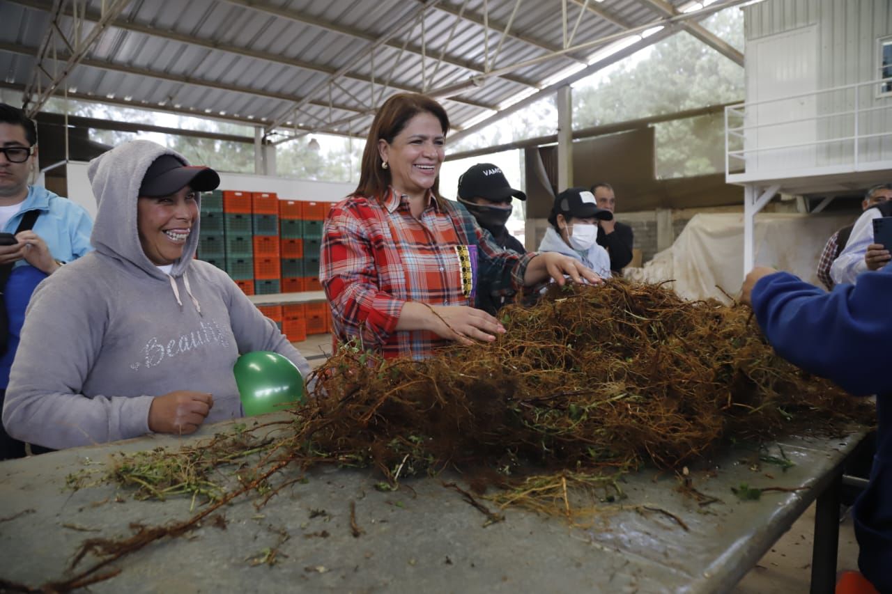 Michoacán genera más de 17 mil mdp en berries pizcadas por jornaleras