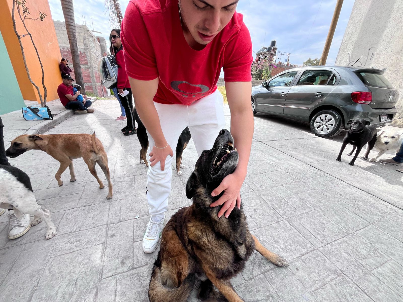 Esterilización gratuita para animales de compañía en tres municipios