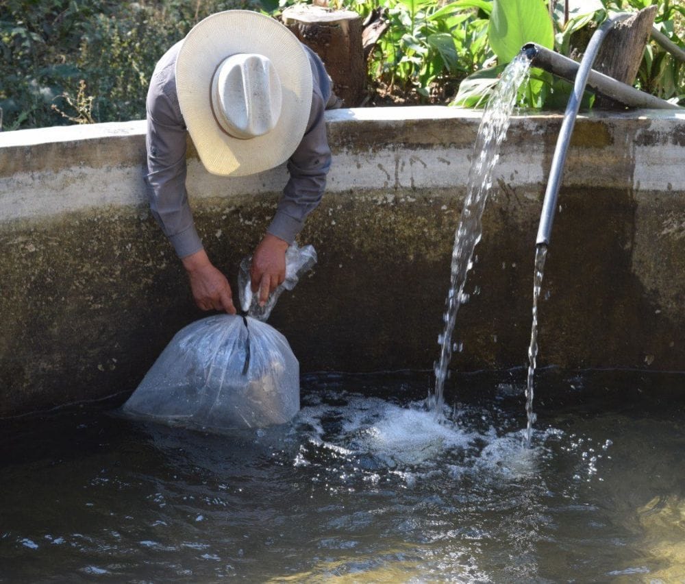 Gobierno de Morelia apoya a productores acuícolas de la zona rural