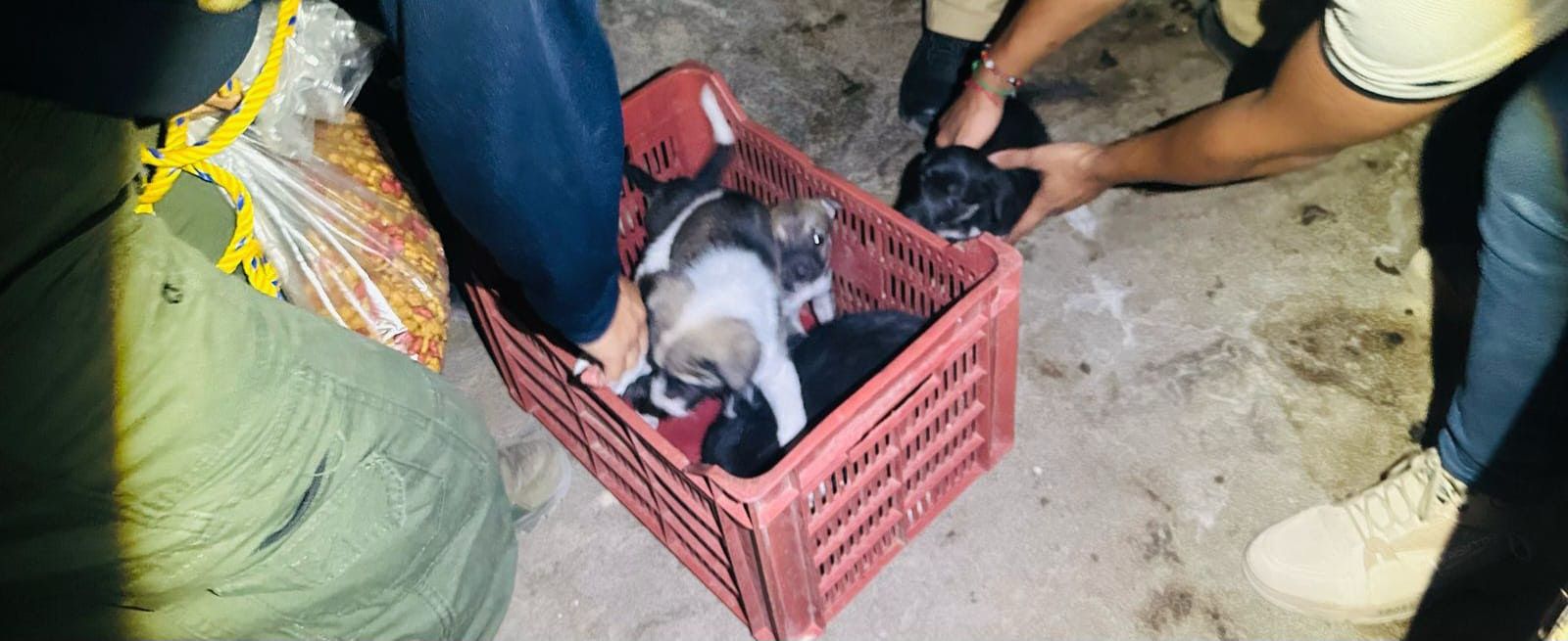 Rescata Fiscalía a cinco perritos víctimas de crueldad animal en Apatzingán