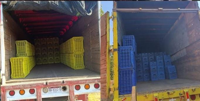 Trece detenidos mientras robaban huerta Valle Bonito