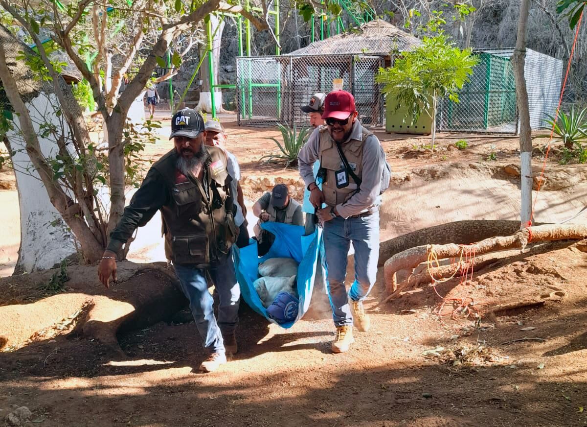 Resguarda Zoológico de Morelia ejemplares decomisados en Huetamo