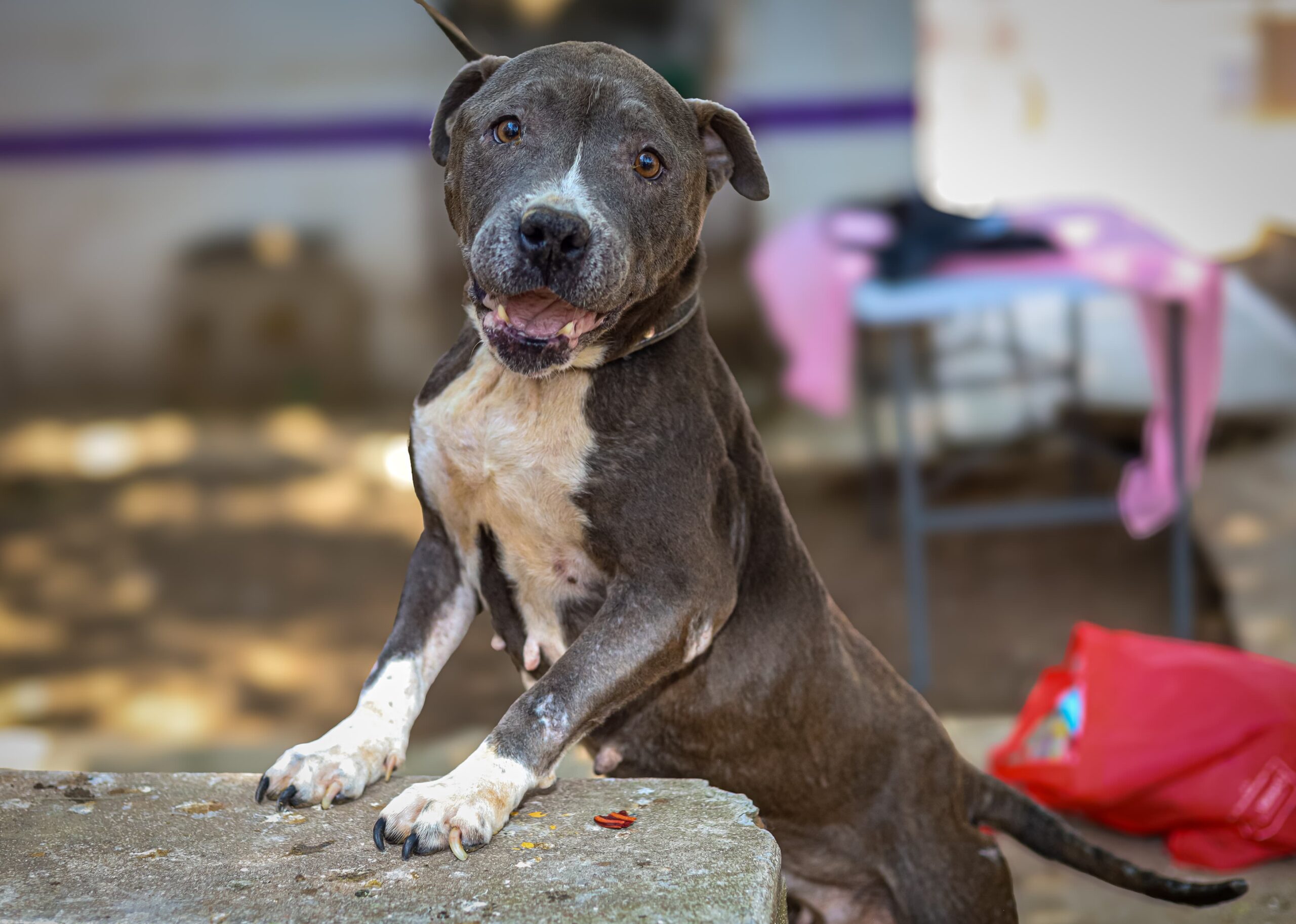 Invita Gobierno de Morelia a feria de adopción