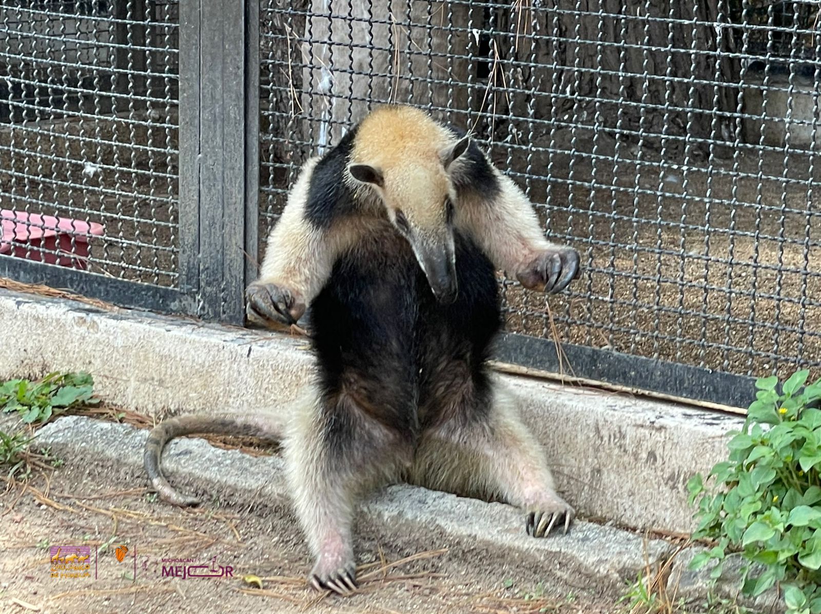 Zoológico de Morelia acoge monos araña y tamandúa para su rehabilitación