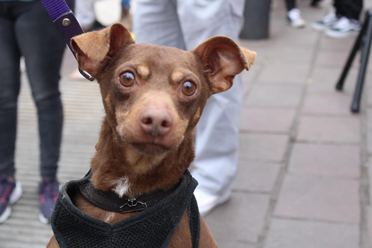 Instituto de Protección Animal, el descrédito político de una noble institución
