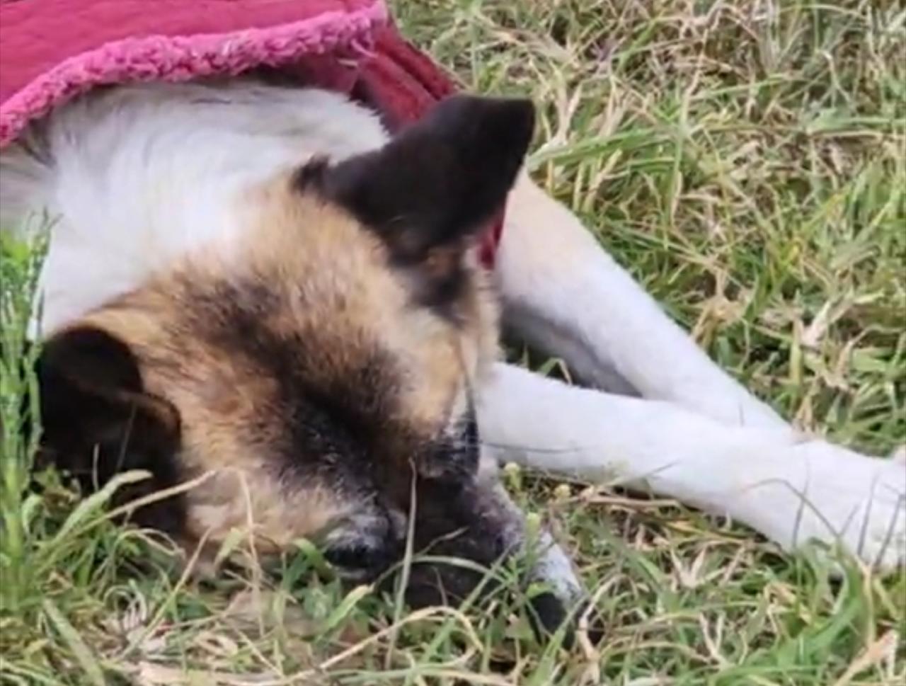 Denuncian intento de desalojo de “Lobita” en el Hospital Infantil de Morelia; advierten maltrato animal y posible delito agravado