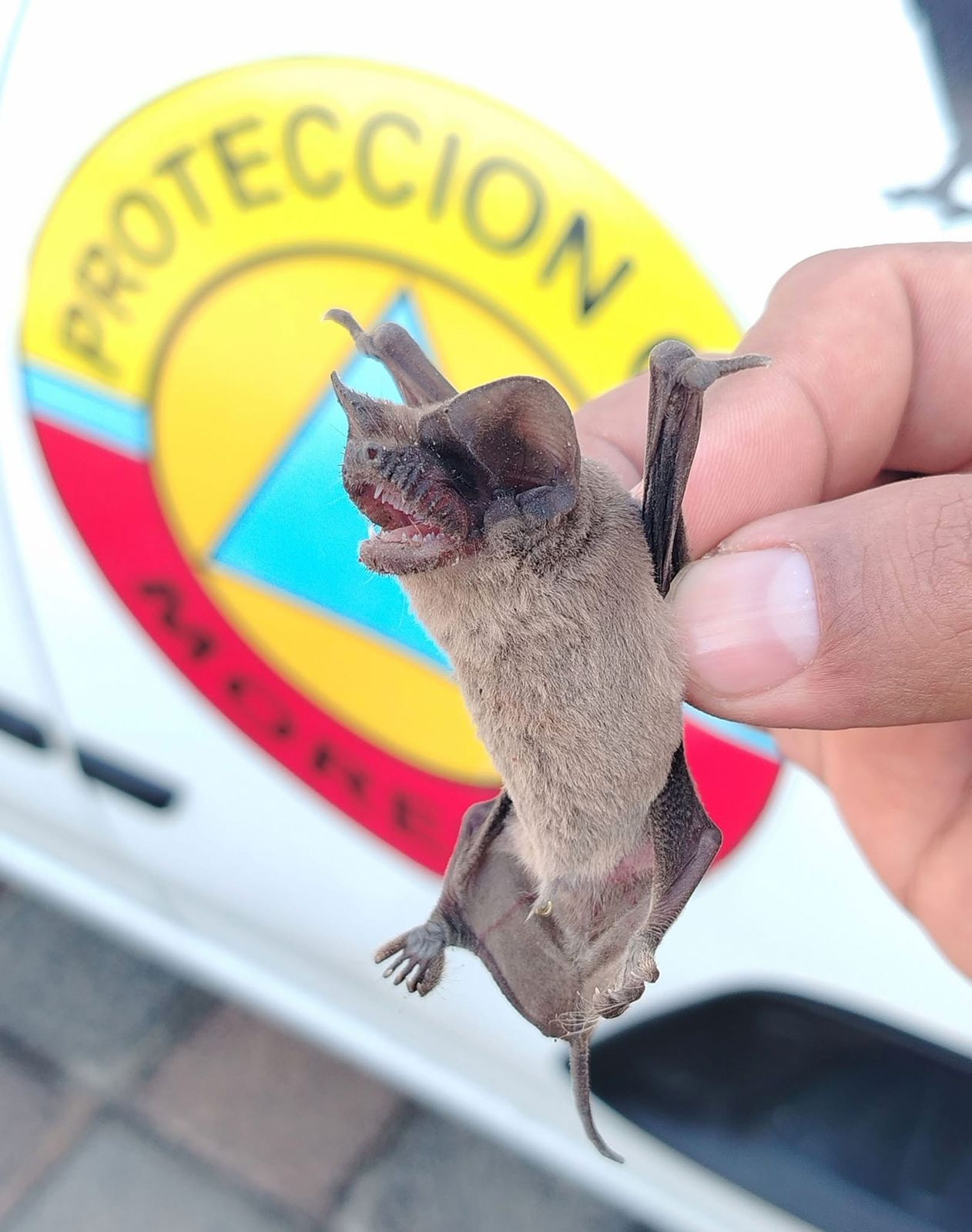 Morelia en alerta: incendios se duplicarán y la fauna silvestre ya paga las consecuencias