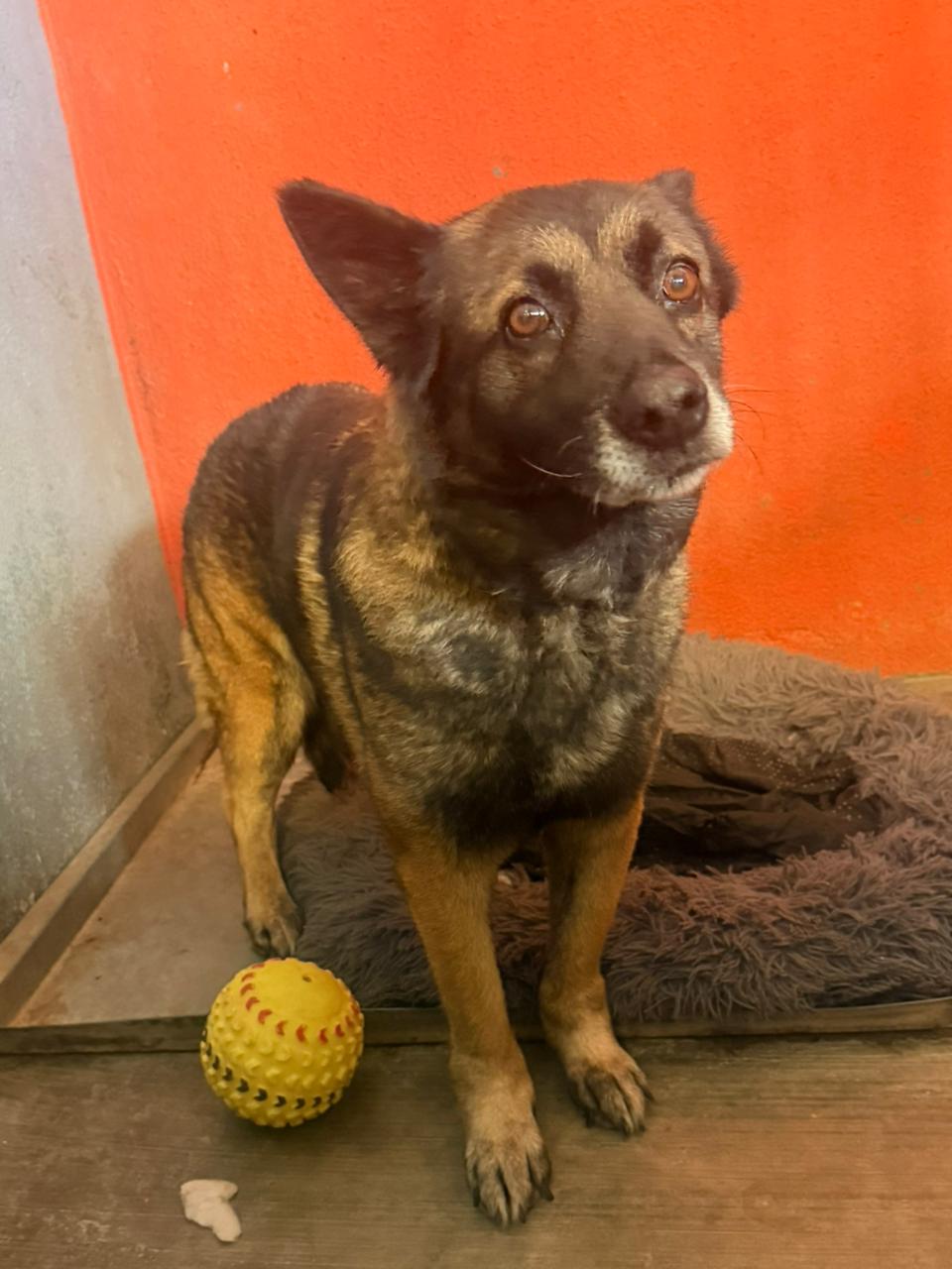 Atiende el IMPA con oportunidad denuncia ciudadana y pone a salvo a ejemplar canino