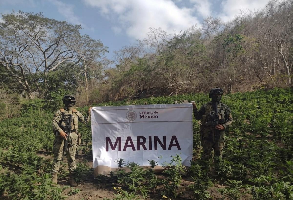 Plantío de marihuana es erradicado por La Marina