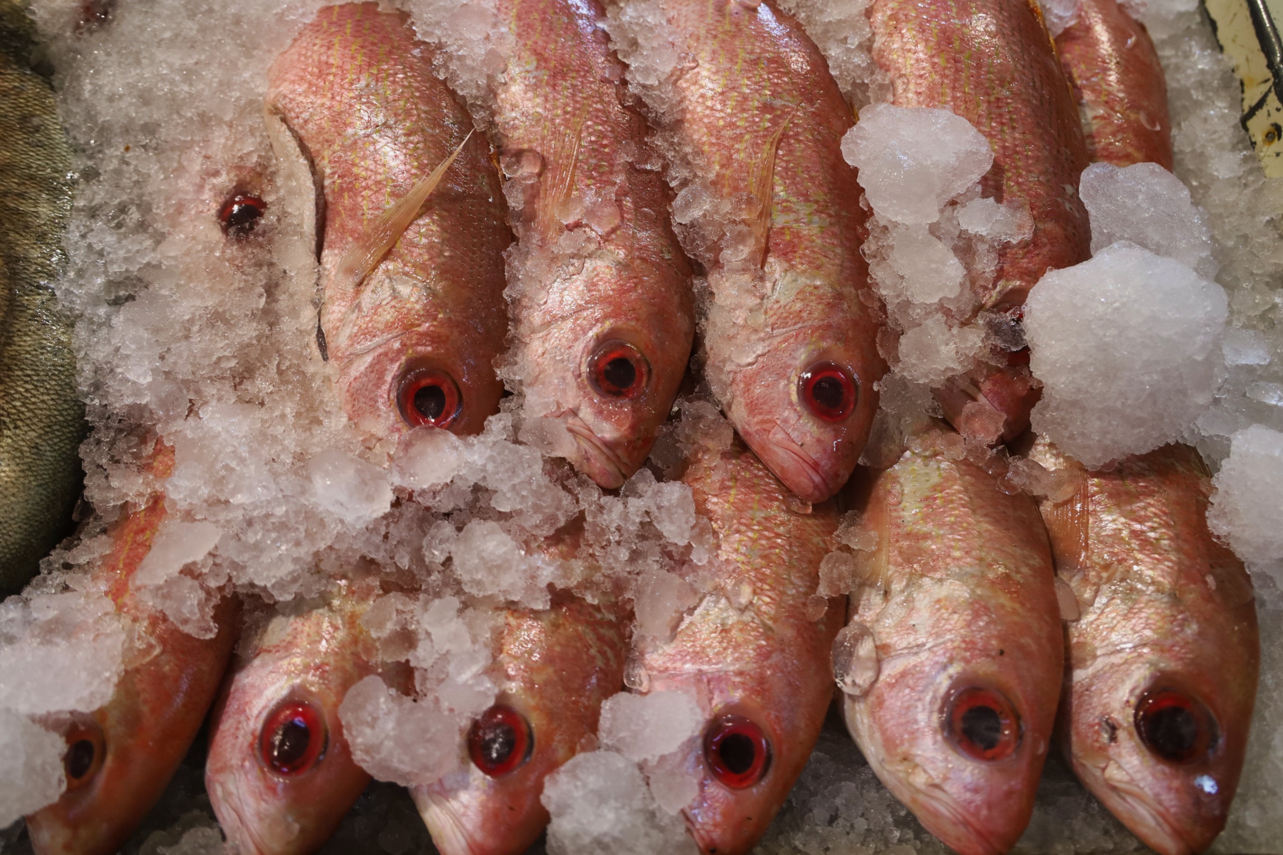 Averigua el manejo adecuado y descongelación segura de mariscos para esta cuaresma