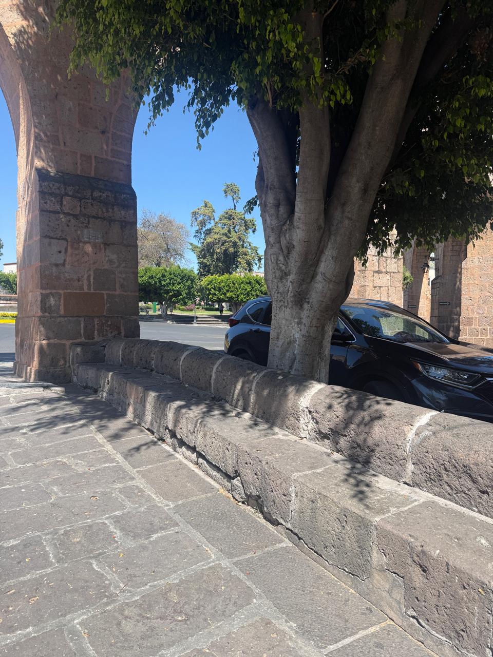 Raíces gigantes fracturan bancas históricas de la Calzada de San Diego