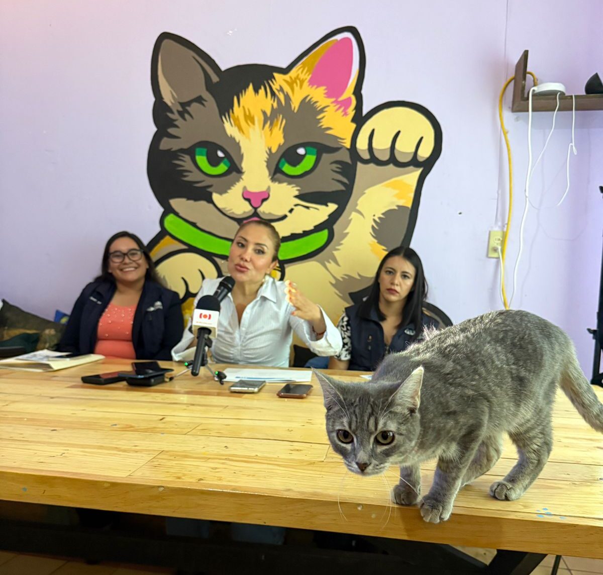 De enero a marzo, ha recibido IMPA 508 reportes de maltrato animal en Morelia