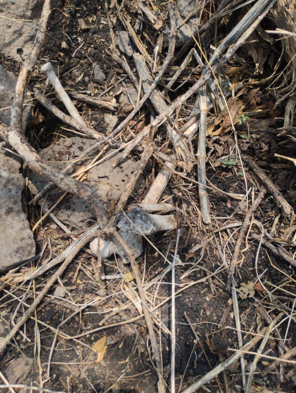 Cinco hallazgos de restos humanos en 10 días en Zamora y Jacona