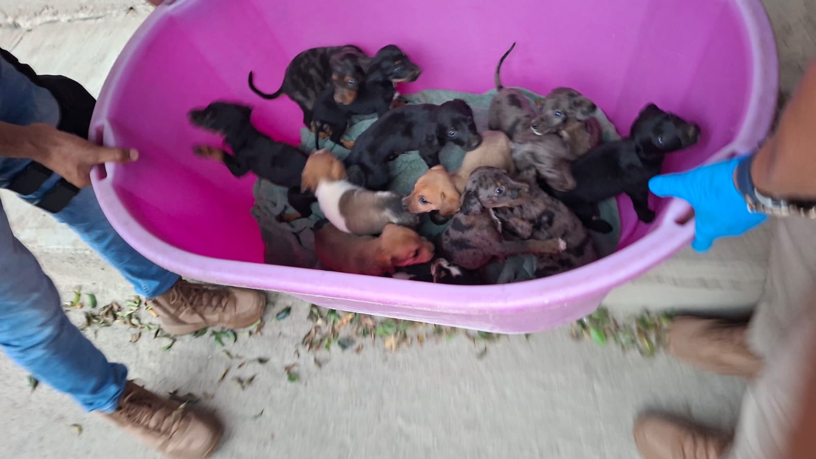 🐾 Catean casa del horror en Michoacán; rescatan 124 animales maltratados
