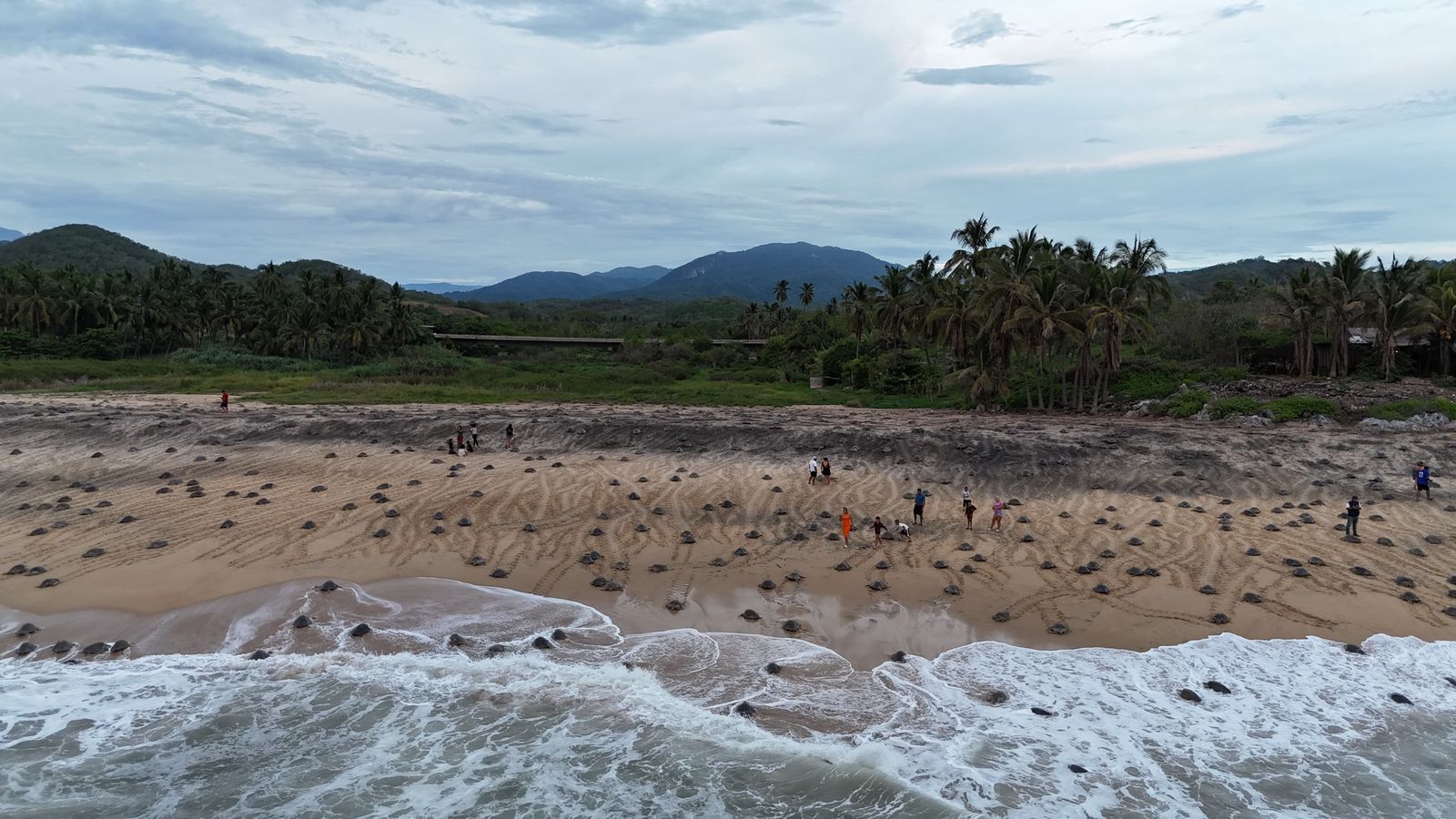 Michoacán, destino donde tres especies de tortuga marina eligen la vida