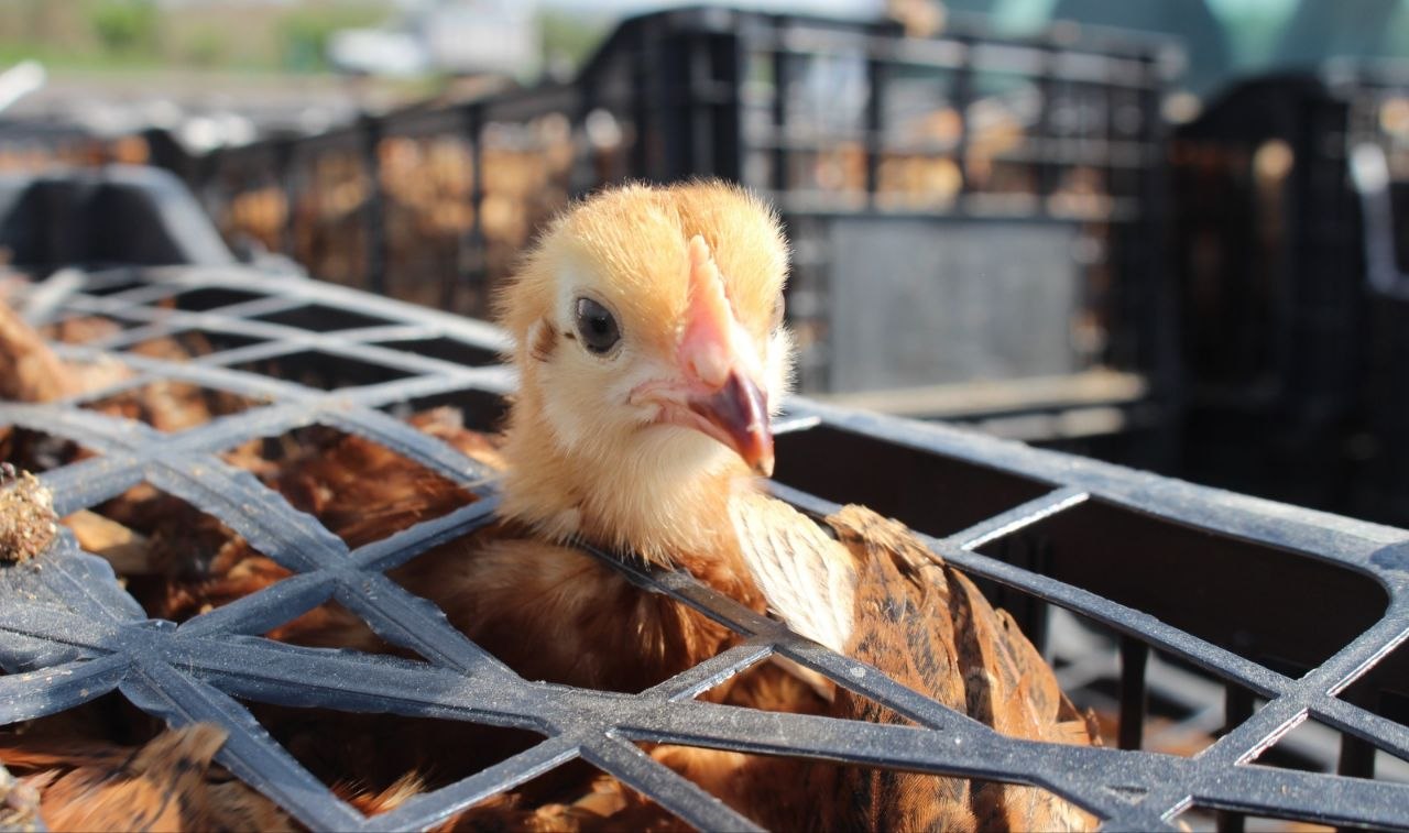 Gobierno de Morelia continúa entrega de gallinas de traspatio en apoyo al sector rural
