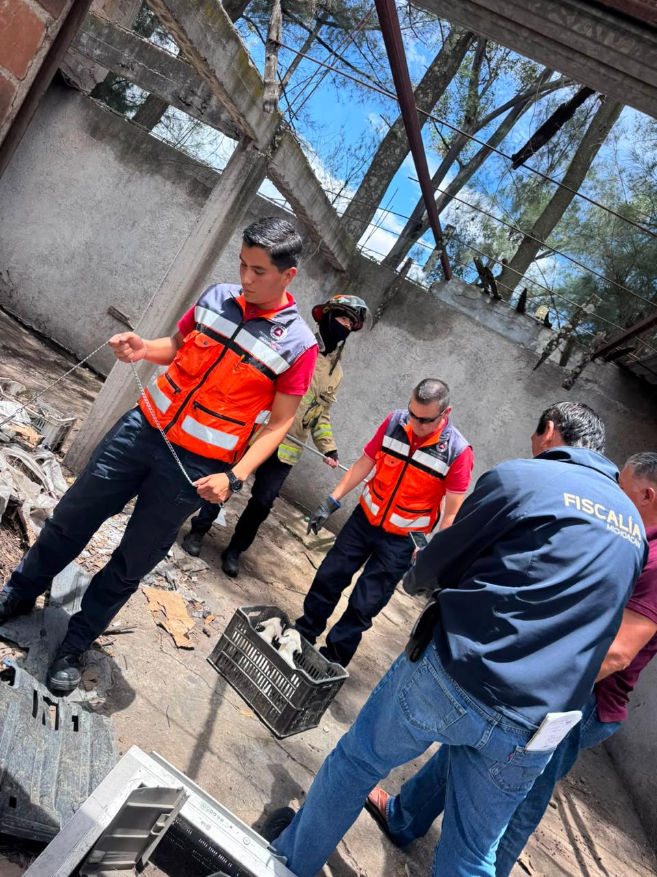 Rescatan cuatro perros víctimas de maltrato en Maravatío