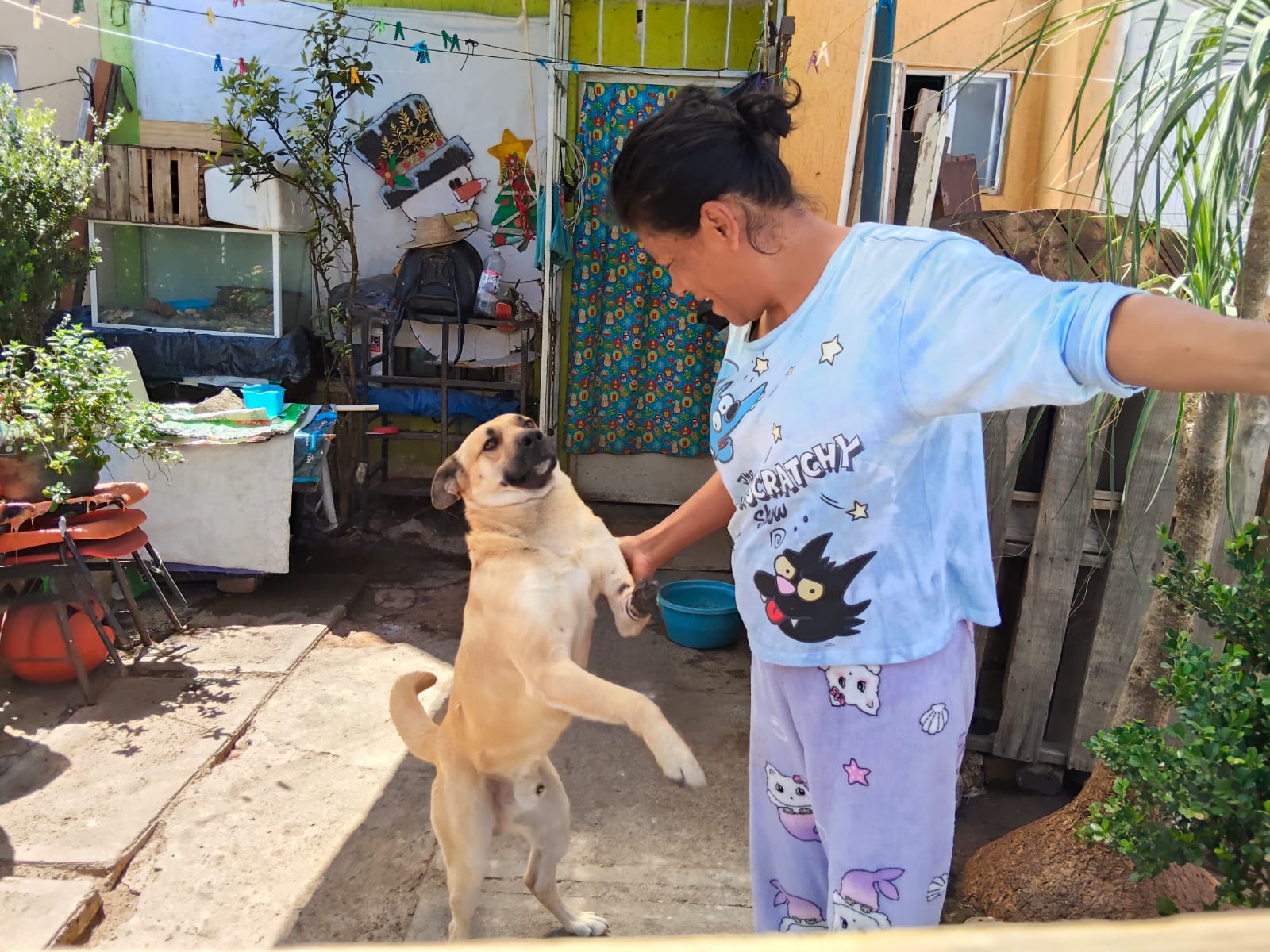 Como pudo y a la brava:  Mujer  rescata a perro herido y evita su muerte