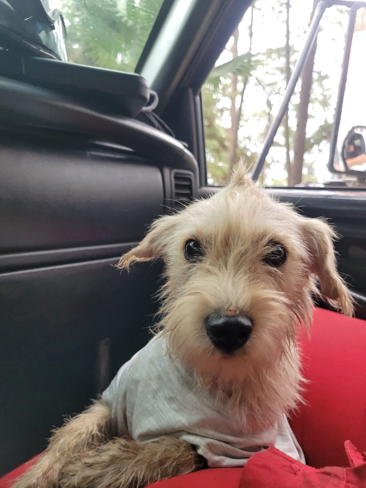 Rescatan a perrito atrapado en una hoya agrícola en Tacámbaro