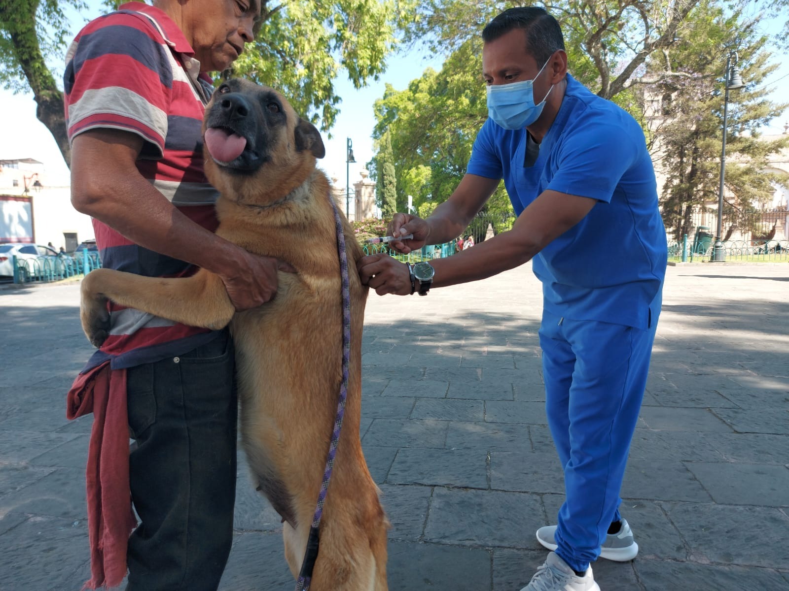 Vacuna contra la rabia a tus animales de compañía