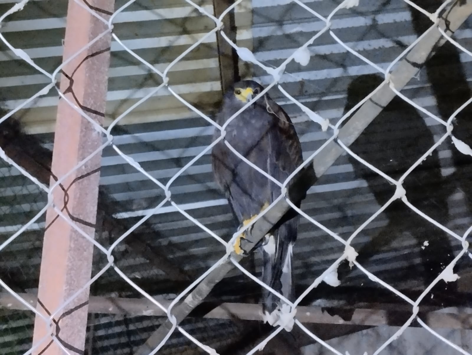 Asegura FGE ejemplar de Aguililla de Harris durante cateo por investigación de maltrato animal en Uruapan