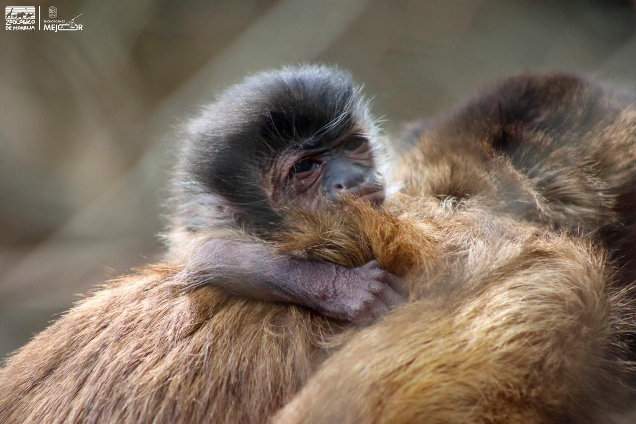 Celebra Zoológico de Morelia el nacimiento de una tierna cría de mono capuchino
