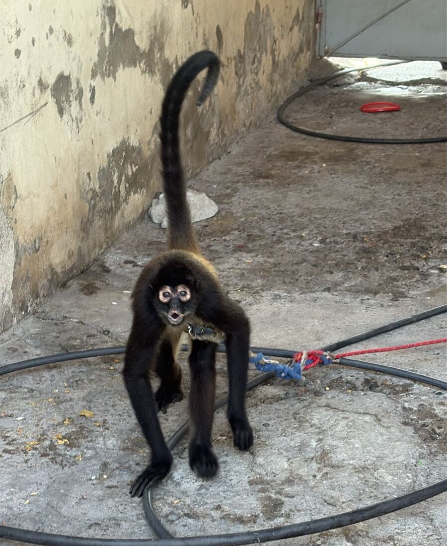 Rescatan a mono araña que estaba atado por el cuello