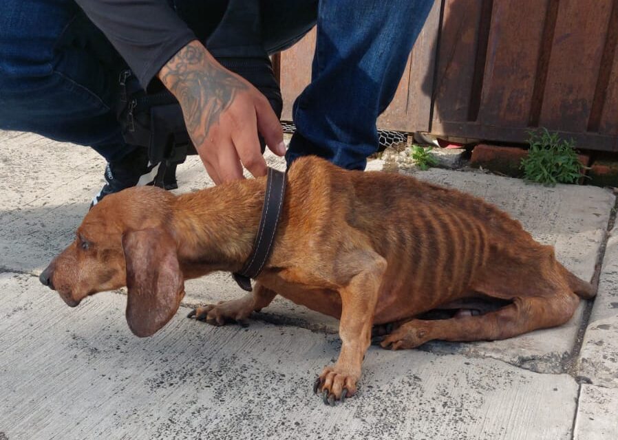 Resguarda IMPA a perrito víctima de maltrato y brinda atención médica
