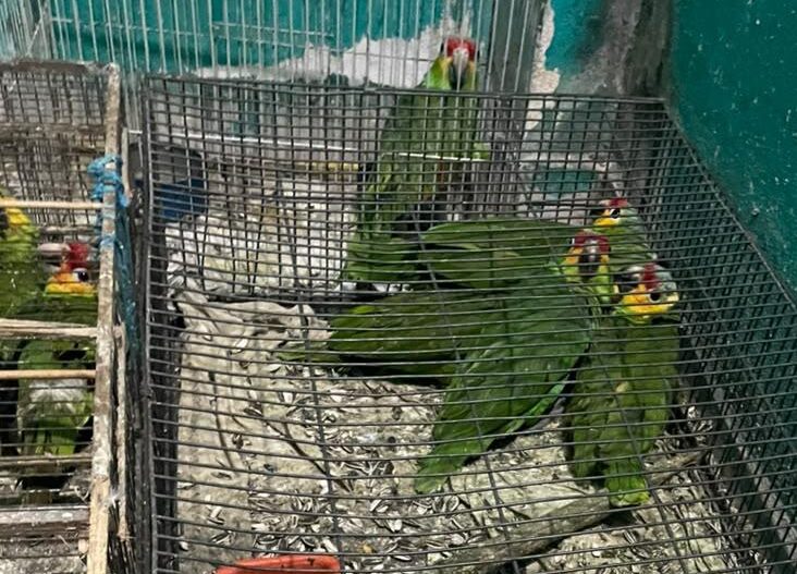 Rescatan aves hacinadas en jaulas en Los Reyes